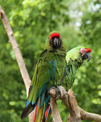 A Pair of Colourful Military Macaw Parrot Birds.