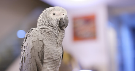African Grey Parrot