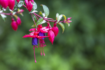 Beautiful flower over blurred tropical garden, outdoor day light, natural concept background