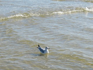 Seagull swimming on ocean water in Florida beach 