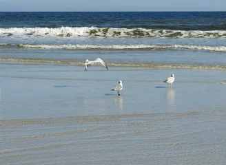 Garden poster Coast Seagulls on ocean background in Atlantic coast of North Florida 