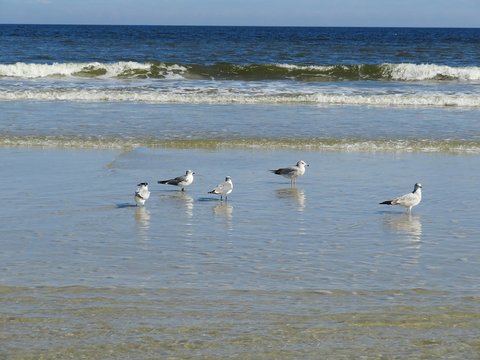 Fototapeta Seagulls on ocean background in Atlantic coast of North Florida 