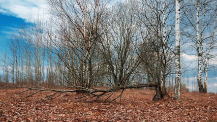 birch grove without leaves on a background of a cloudy sky