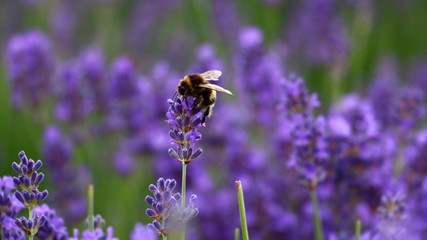 Hummel