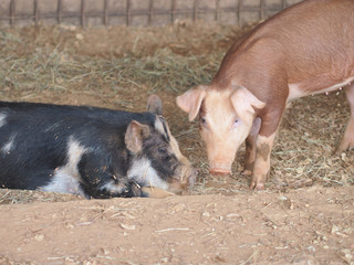 Couple picture by Black pig and brown pig talking something in the zoo