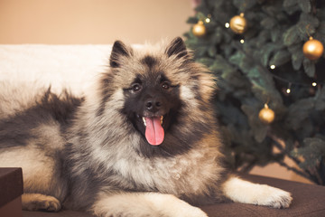 Keeshond dog sitting near the Christmas tree