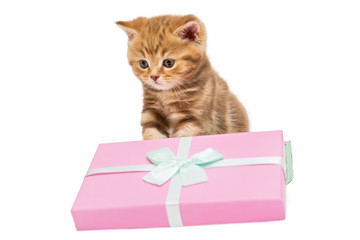 Small  kitten and gift box