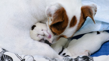 Psie szczeniaki Jack Russell terrier zaraz po urodzeniu, opiekuje się nimi psia mama. © Rajtar photography