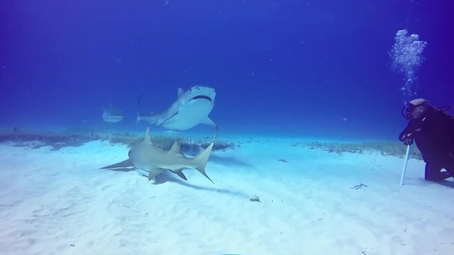 Big Bull Shark mouth near divers underwater. Extreme scuba diving in Atlantic Ocean.