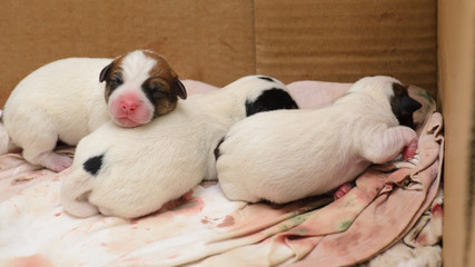 Psie szczeniaki Jack Russell terrier zaraz po urodzeniu. © Rajtar photography