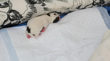 Psie szczeniaki Jack Russell terrier zaraz po urodzeniu.