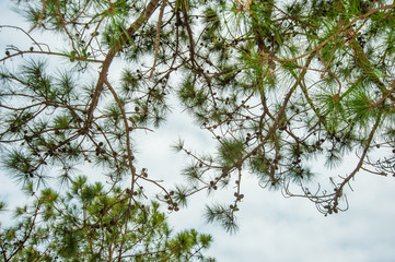 Leaves of pine tree