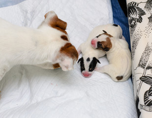 Psie szczeniaki Jack Russell terrier zaraz po urodzeniu, opiekuje się nimi psia mama.