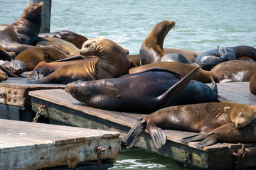 San Francisco Pier 39 