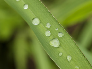 Rain drops settle on a blade of grass, Thailand