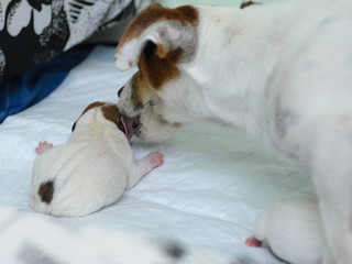 Psie szczeniaki Jack Russell terrier zaraz po urodzeniu, opiekuje się nimi psia mama. © Rajtar photography