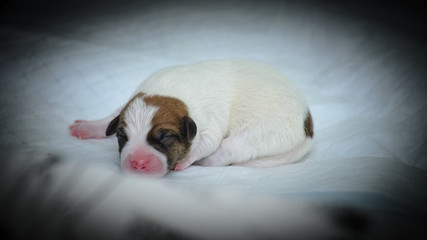 Psie szczeniaki Jack Russell terrier zaraz po urodzeniu. © Rajtar photography