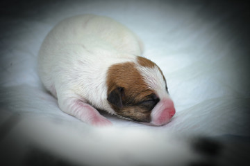 Psie szczeniaki Jack Russell terrier zaraz po urodzeniu. - obrazy, fototapety, plakaty