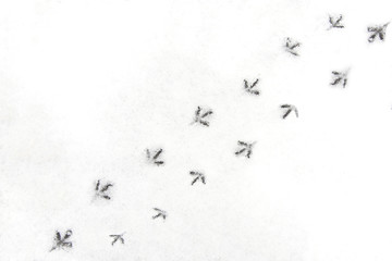 Traces of birds on the first snow.