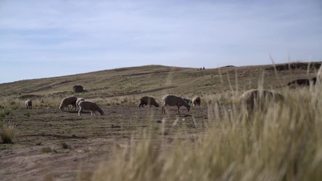 Sheep grazing on dry grass in desert plain of Peru, outside Juliaca