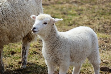 Obraz na płótnie Canvas Innocent cute baby Lamb