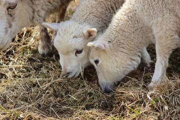 Cute young lambs grazing