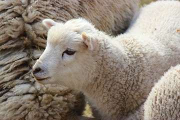 Young Lamb Close Up