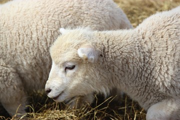 Curious Young Lamb