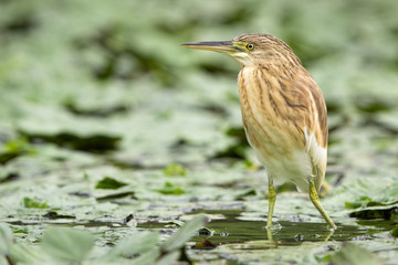 Squacco heron