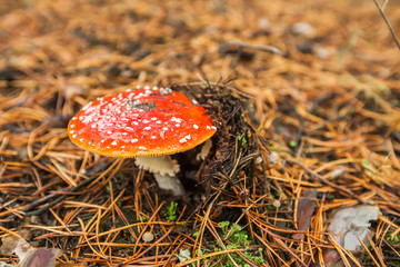 Fly agaric