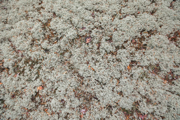 White grey moss.