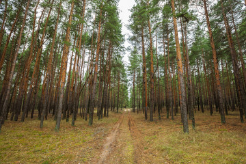 Dirt road in pine forest.