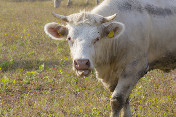 white cow with extinguish tongue