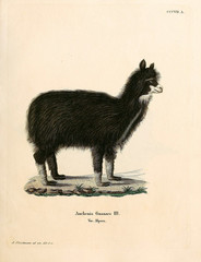 Illustration of a llama © ruskpp