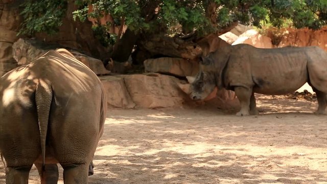 Close-up of  big rhinoceros