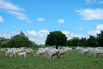 Fototapeta na wymiar white cow in the field