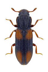 Beetle Bitoma crenata on a white background