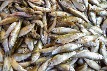 White fish with small scales. The fishermen caught from the rivers of Southeast Asia.