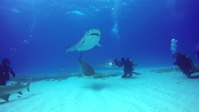 Diving with shark underwater on sandy bottom of Tiger Beach Bahamas. Swimming with a predator Carcharhinus leucas in pure blue water of Atlantic Ocean.