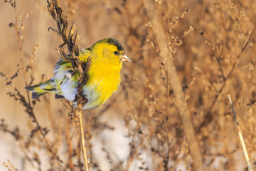 lovely singing bird in the winter feathers