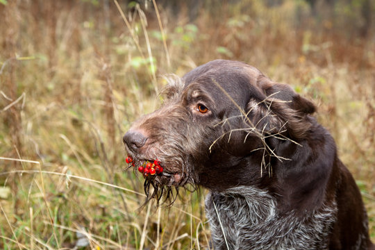 Dog breed german wirehaired pointer drathaar portrait with a bunch of rowan berries in your mouth