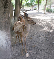 portrait of a young deer in zoo