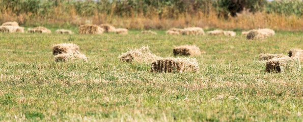 bales of hay in the field
