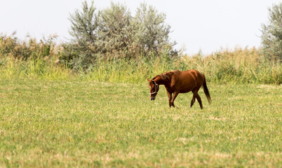 Naklejka na ściany i meble a horse in a pasture in nature