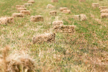 bales of hay in the field