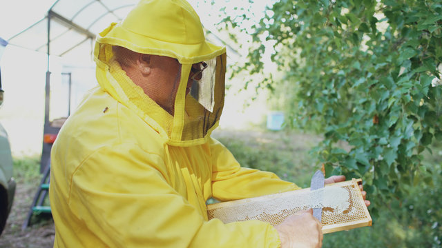 Beekeeper man cut off wax on honeycombs preparing to harvesting honye in apiary