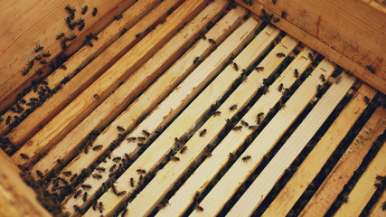 Closeup of bees in honey wooden frames at beehive in apiary