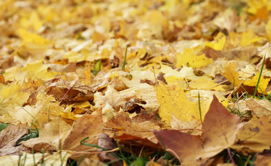 natural background from lots of the old yellow maple leaves fell in the autumn on the grass