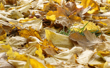 pile of old yellow maple leaves fell to the ground in late fall