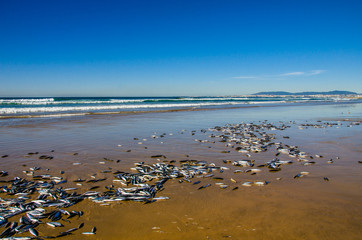dead fish on the ocean shore. release of fish ashore. ecology. catastrophe.